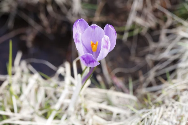 Frühling, Blumen, bunte Krokusse blühen — Stockfoto
