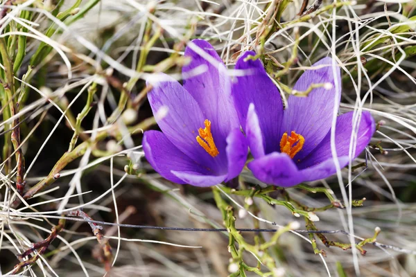 Весна, цветы, цветущие крокусы — стоковое фото