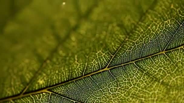 Leaf, macro, nature, texture, background — Stock Video