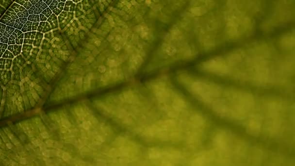 feuille, macro, nature, texture, fond 