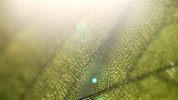 feuille, macro, nature, texture, fond 