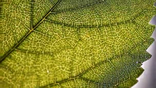 feuille, macro, nature, texture, fond 