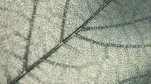 feuille, macro, nature, texture, fond 