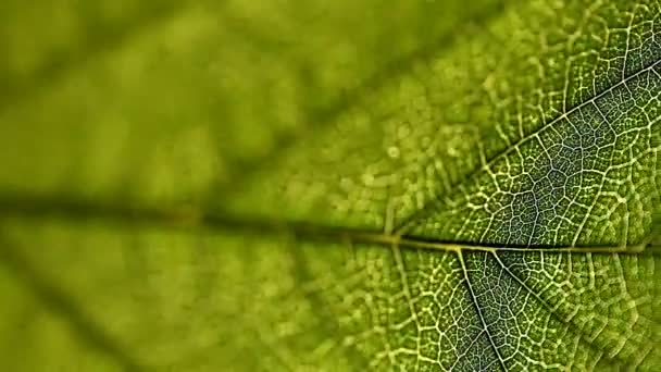 feuille, macro, nature, texture, fond 