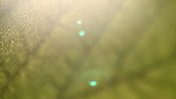 feuille, macro, nature, texture, fond 