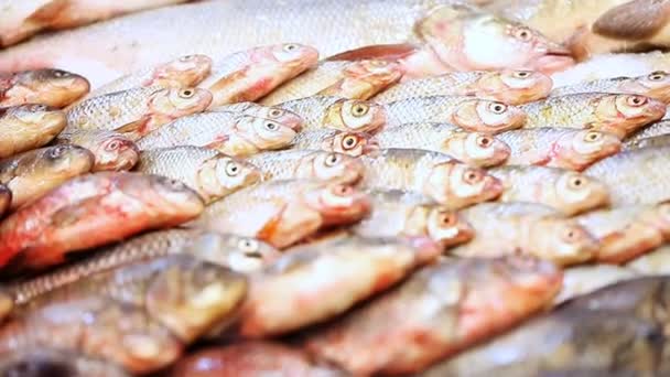 Um monte de peixes no supermercado contador — Vídeo de Stock