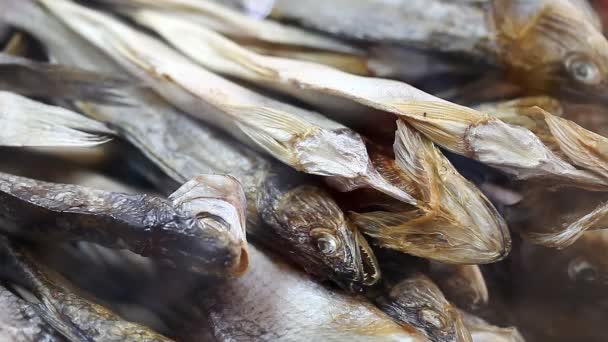 Γκρο πλαν αποξηραμένα ψάρια στο κατάστημα — Αρχείο Βίντεο