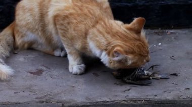 kedi avcı av yiyor