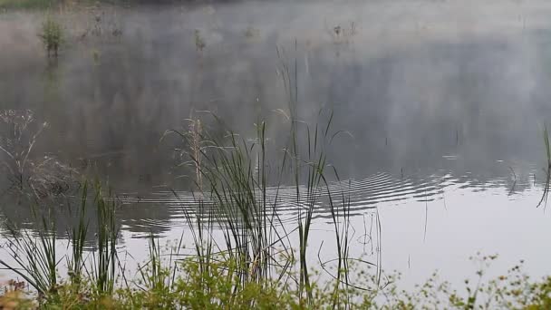 Όμορφο πρωινό με ομίχλη στη λίμνη — Αρχείο Βίντεο