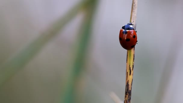 Lieveheersbeestje reinigt zichzelf close-up — Stockvideo