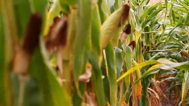 Ladang jagung pematangan panen — Stok Video