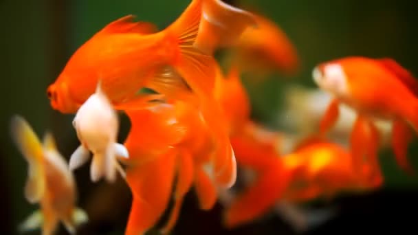 Bellissimi pesci rossi in un acquario — Video Stock