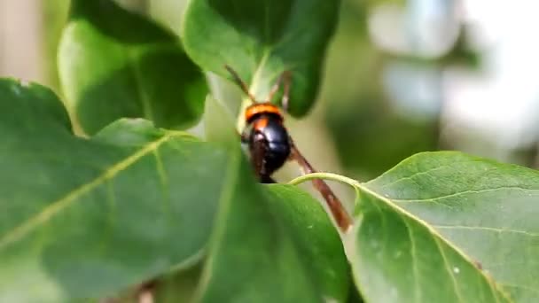Large wasp queen closeup Royalty Free Stock Video