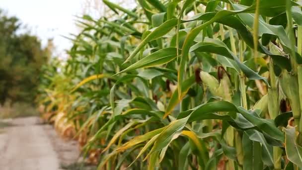 Kukuřičném dozrávání úrody — Stock video