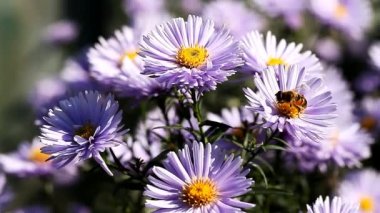 böcekler nektar çiçek açan çiçekler toplamak.