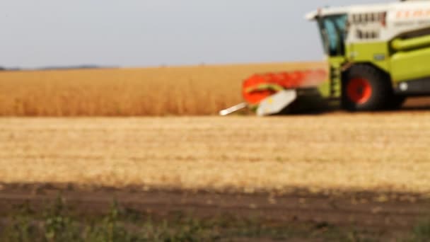 Cosechadora elimina de la cosecha de campo — Vídeos de Stock