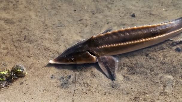 Живая рыба, пойманная осетром в реке — стоковое видео