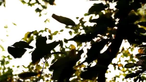 Листья, расфокусированные, солнечный свет — стоковое видео