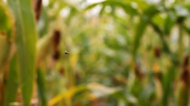 Mısır tarlasında hasat olgunlaşma