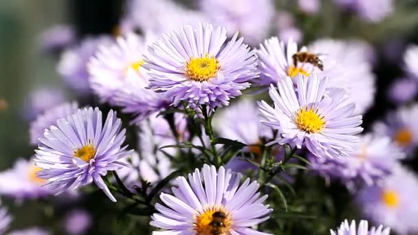 Insects collect nectar from blooming flowers — Stock Video