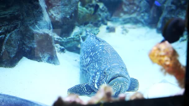 Hermosos peces exóticos en un acuario grande — Vídeos de Stock