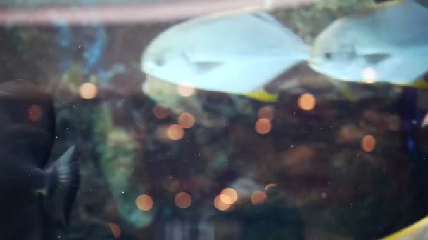 Όμορφα εξωτικά ψάρια σε ένα μεγάλο ενυδρείο — Αρχείο Βίντεο