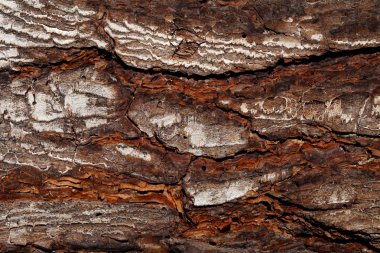 ahşap doku grunge, kırık, yüksek çözünürlüklü görüntü