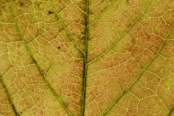 Blad textuur close-up, macro-opname van vezels — Stockfoto