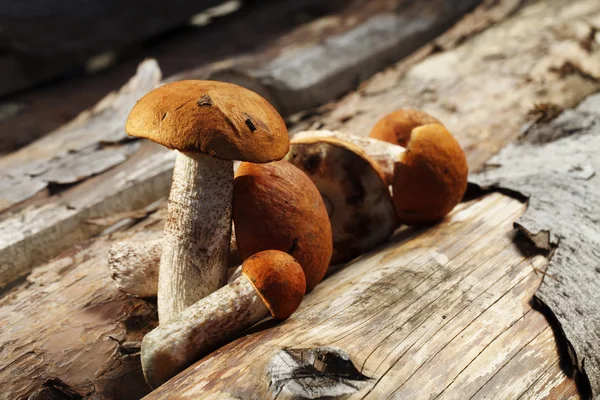 Свіжі гриби, урожай з лісу — стокове фото