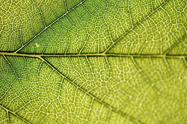 Leaf texture close-up, macro shot of fibers — Stock Photo, Image