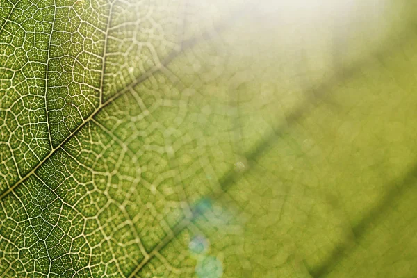 Leaf texture close-up, macro shot of fibers — Stock Photo, Image