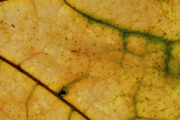 Texture des feuilles gros plan, plan macro des fibres — Photo