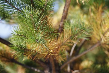 Noel ağacı iğneler yakın çekim