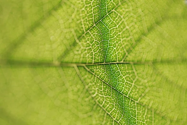 Leaf texture close-up, macro shot of fibers — Stock Photo, Image