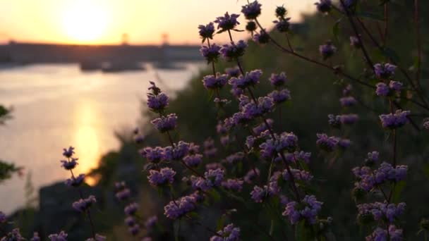 Awal dari hari baru di alam. Indah gerak lambat cuplikan dengan bunga liar saat fajar Terhadap latar belakang matahari terbit dan sungai. — Stok Video