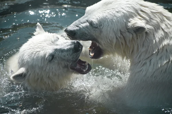 ホッキョクグマが遊ぶ ストックフォト