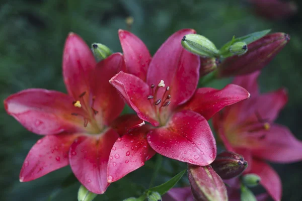 Beautiful blooming bright Lilies — Stock Photo, Image