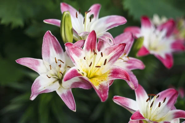 Piękne lilie kwitnący jasny — Zdjęcie stockowe