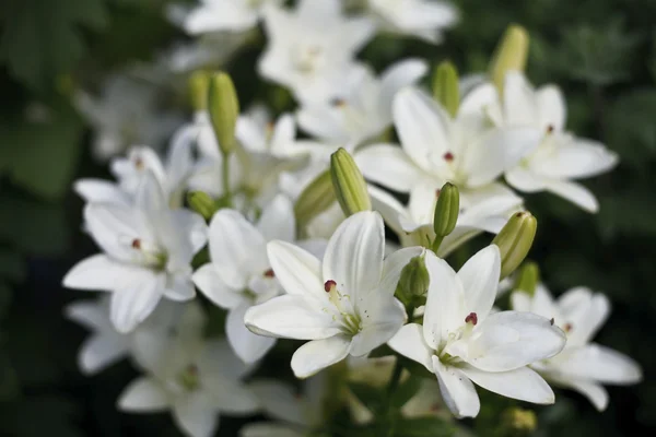 Beautiful blooming bright Lilies — Stock Photo, Image