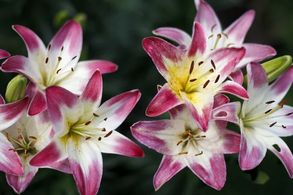 Красивые цветущие яркие лилии — стоковое фото