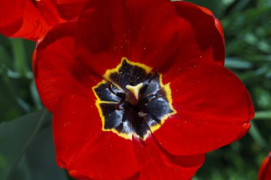 Lale güzel parlak çiçekler