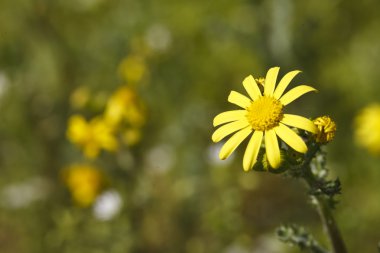 güzel Sarı zemin çiçek