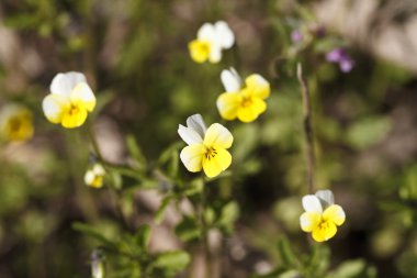 güzel Sarı zemin çiçek
