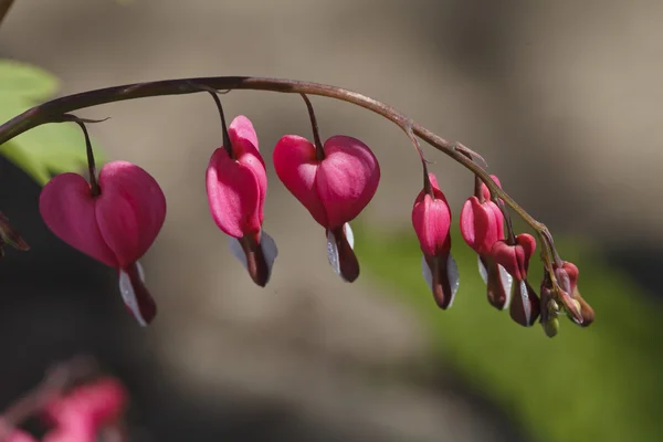 Coeur rose vif une fleur — Photo