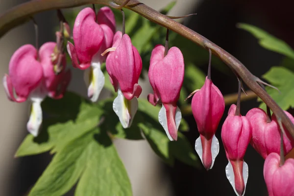 çiçek parlak pembe kalp