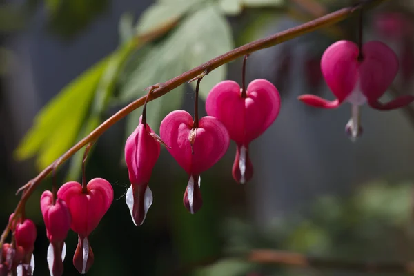 Bright pink heart a flower — Stock Photo, Image