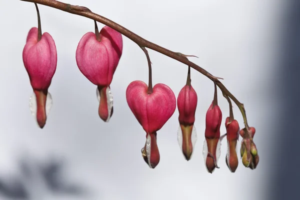 Jasny różowy serce kwiat — Zdjęcie stockowe