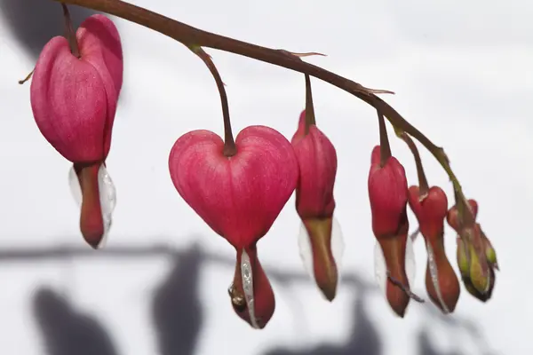 Jasny różowy serce kwiat — Zdjęcie stockowe