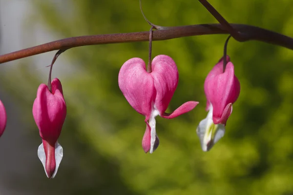 El corazón brillante rosado la flor — Foto de Stock