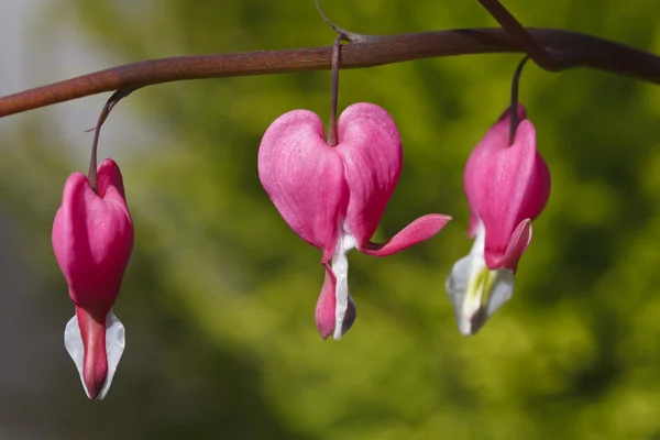 Bright pink heart a flower — Stock Photo, Image